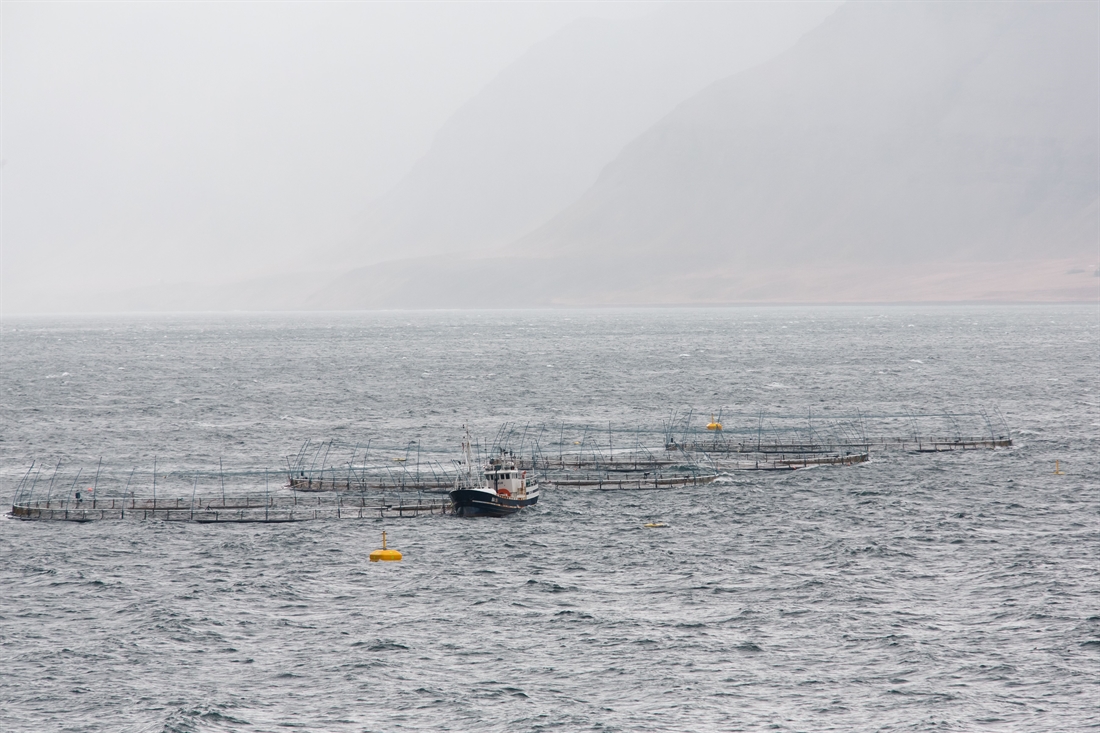 Salmon at tipping point in Iceland