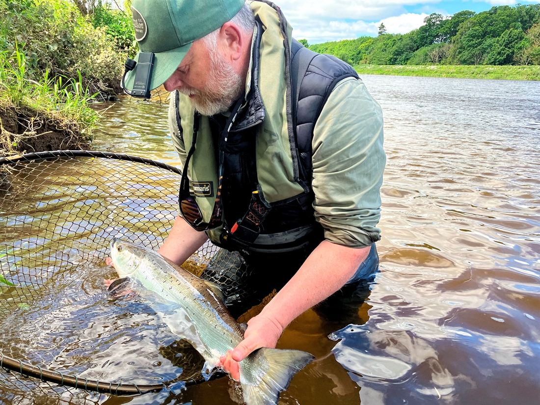 Tweed salmon anglers asked for restraint