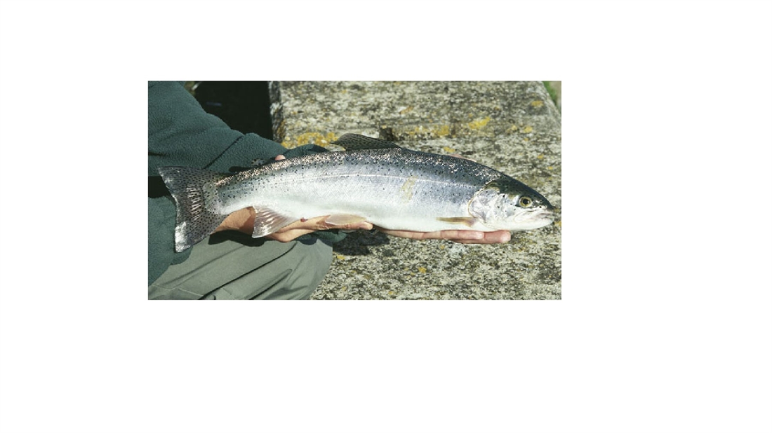 TELLING THE DIFFERENCE BETWEEN STOCKED OR SEMI-WILD FISH