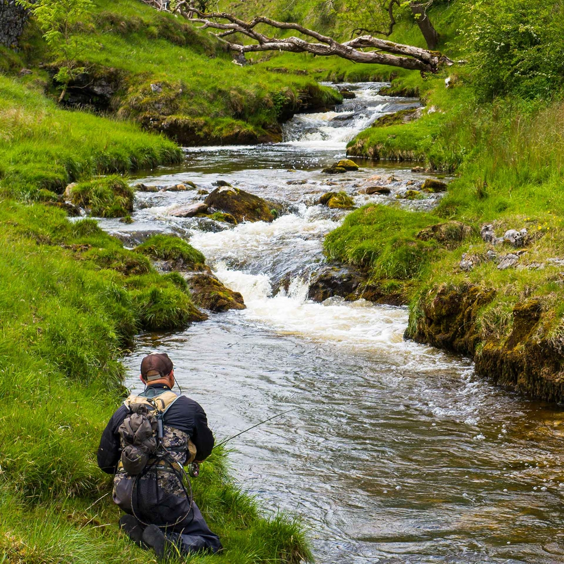 How to catch wild trout from upland streams