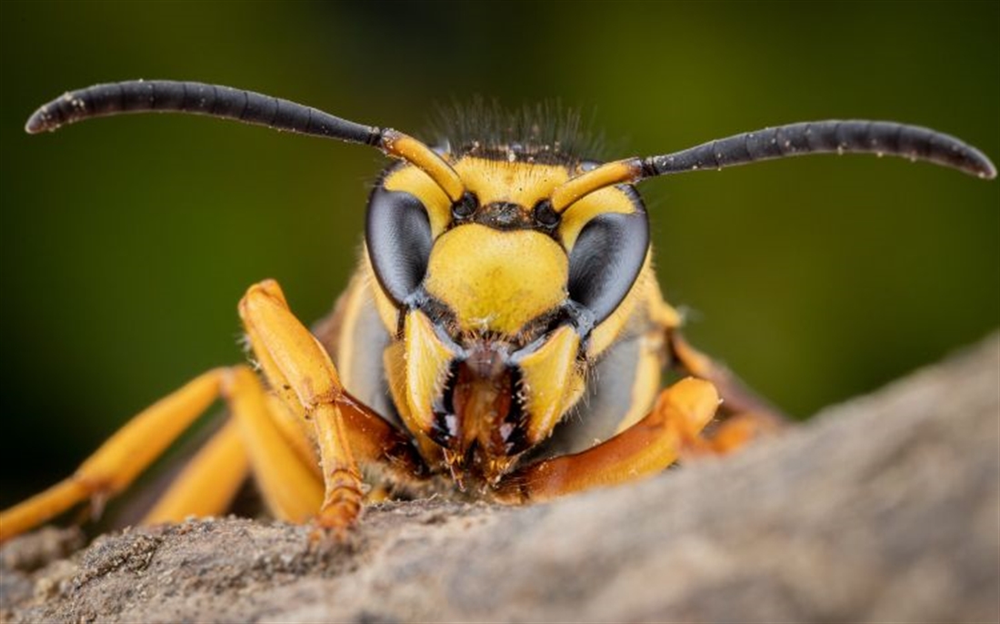 Beware of hornets and crayfish