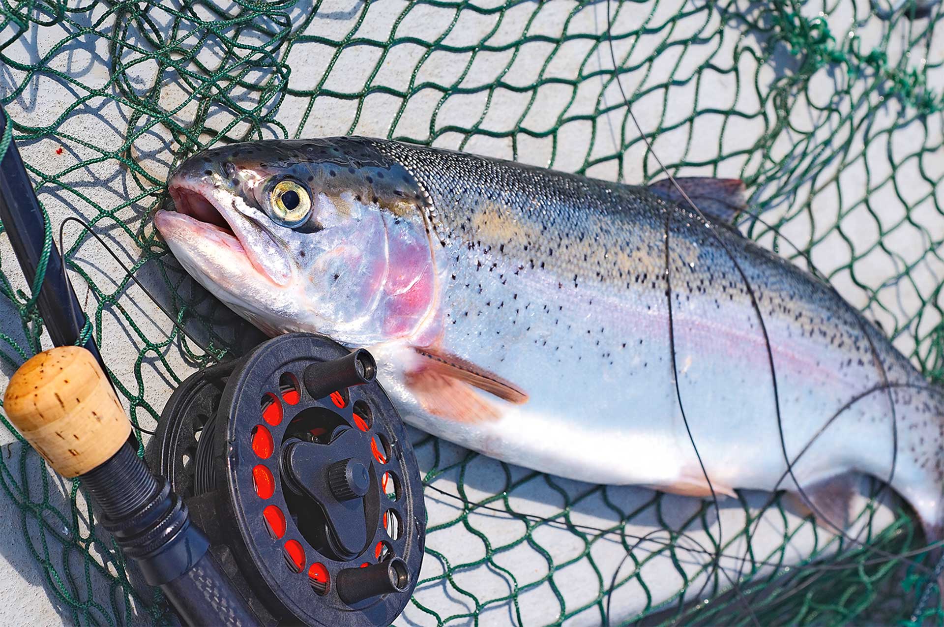 Rainbow trout on boat