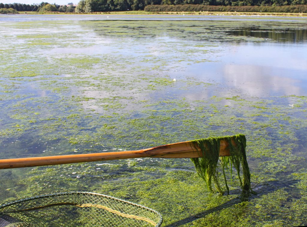 Fly fishing for trout in weedbeds on stillwaters