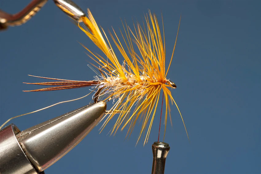 UV Gold Dabbler 5