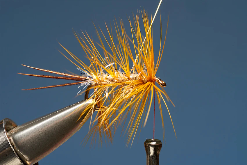 UV Gold Dabbler 6