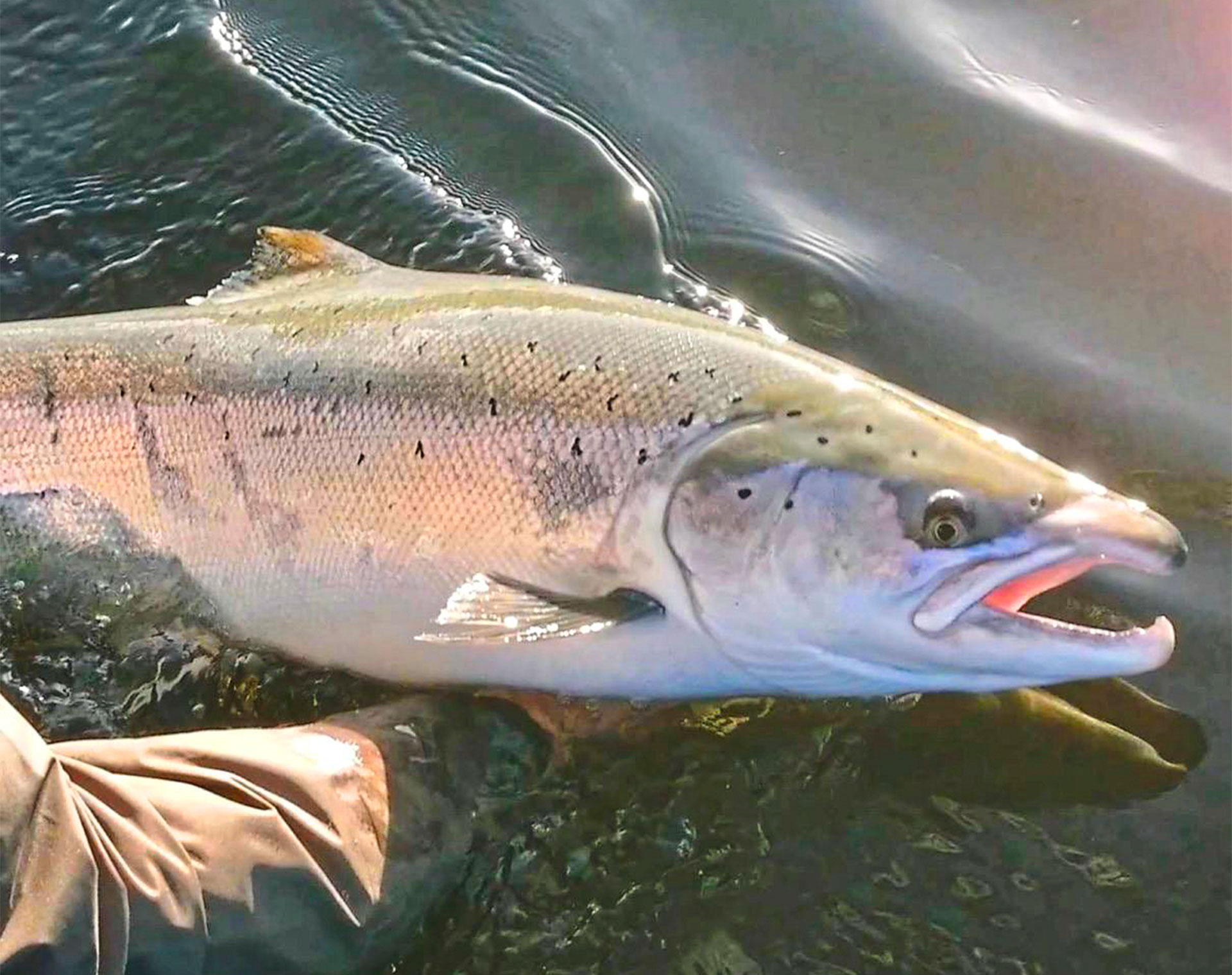 Spring Salmon