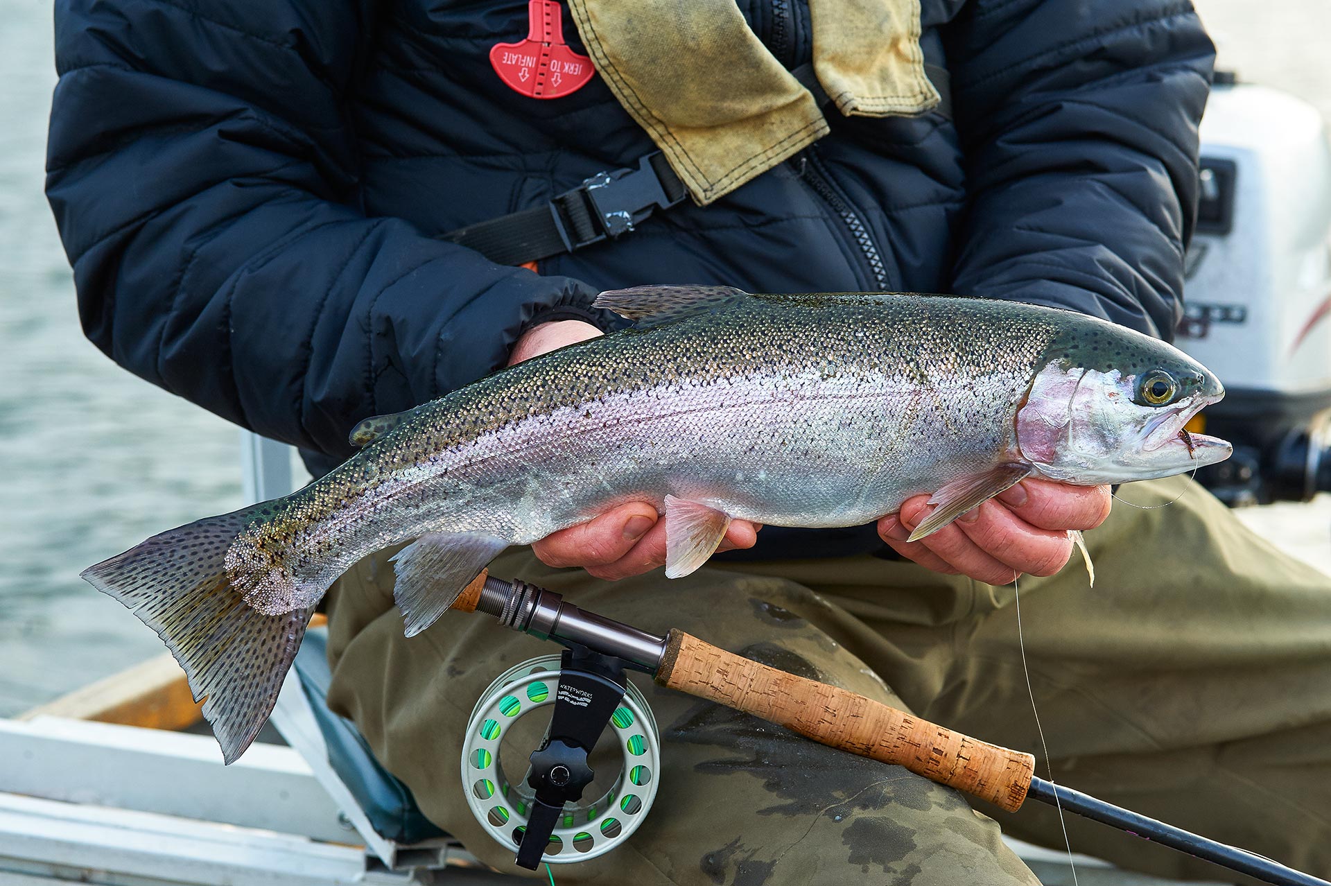 Rainbow trout