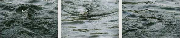 Reservoir Trout feeding patterns