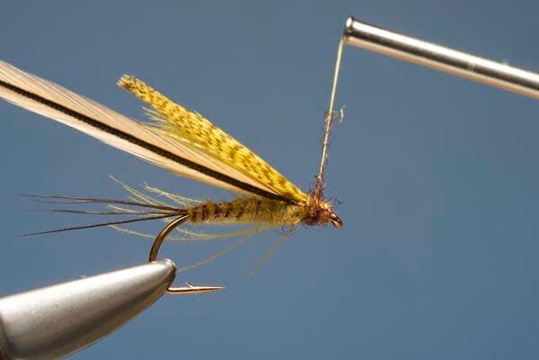 mayfly