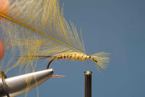 Mayfly