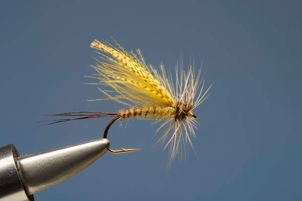 Mayfly