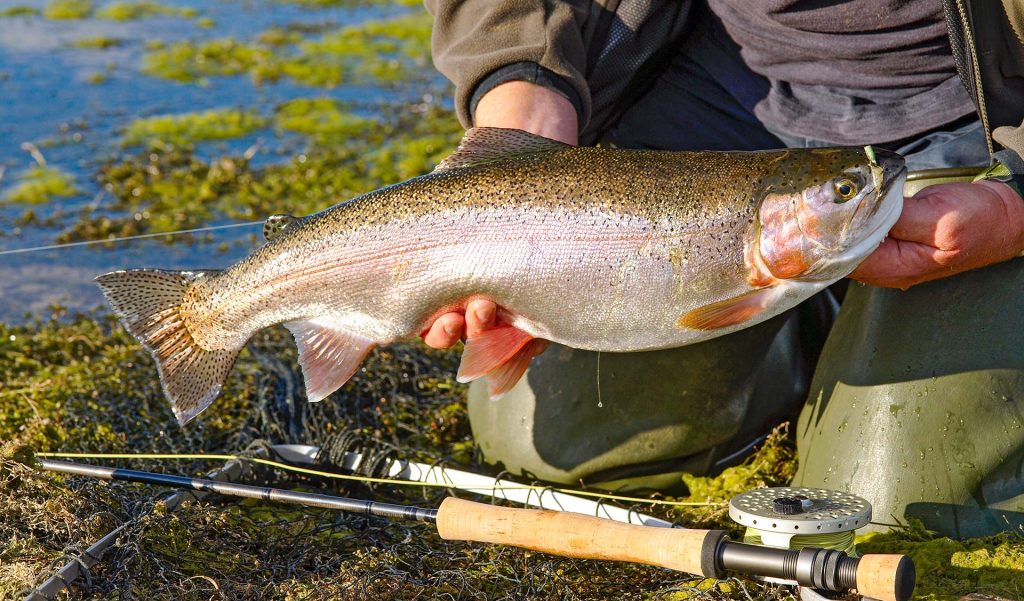 Fly fishing among weedbeds on stillwaters Rutland