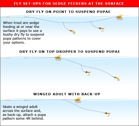 guide to sedges