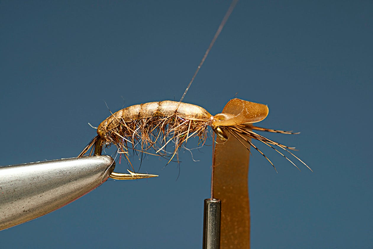 Step 7. Tan Shrimp.