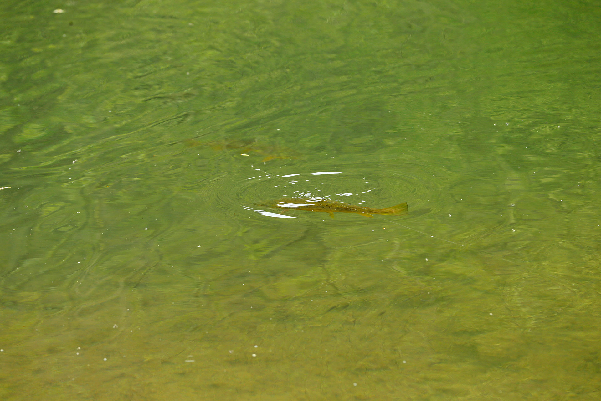 A trout rising to an unknown food item