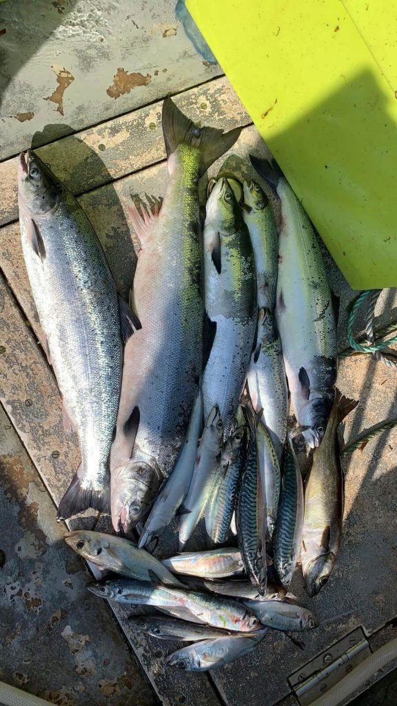 Sea trout and salmon caught in gillnets in the English Channel