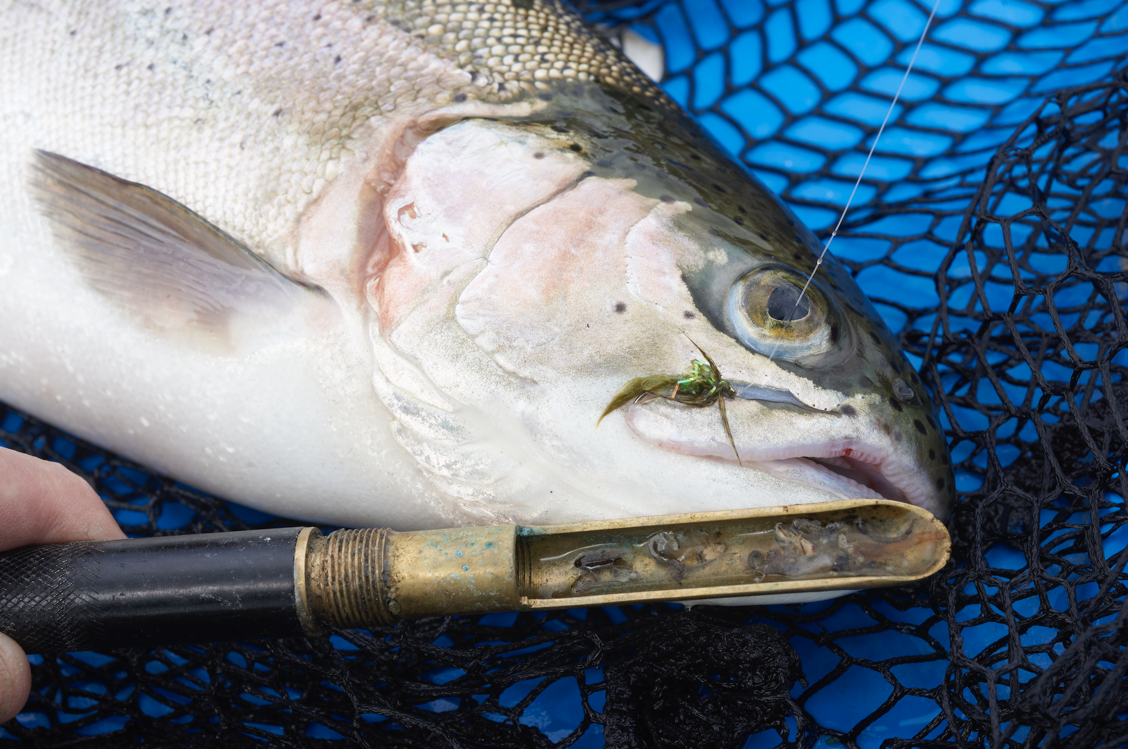 Why you should spoon trout
