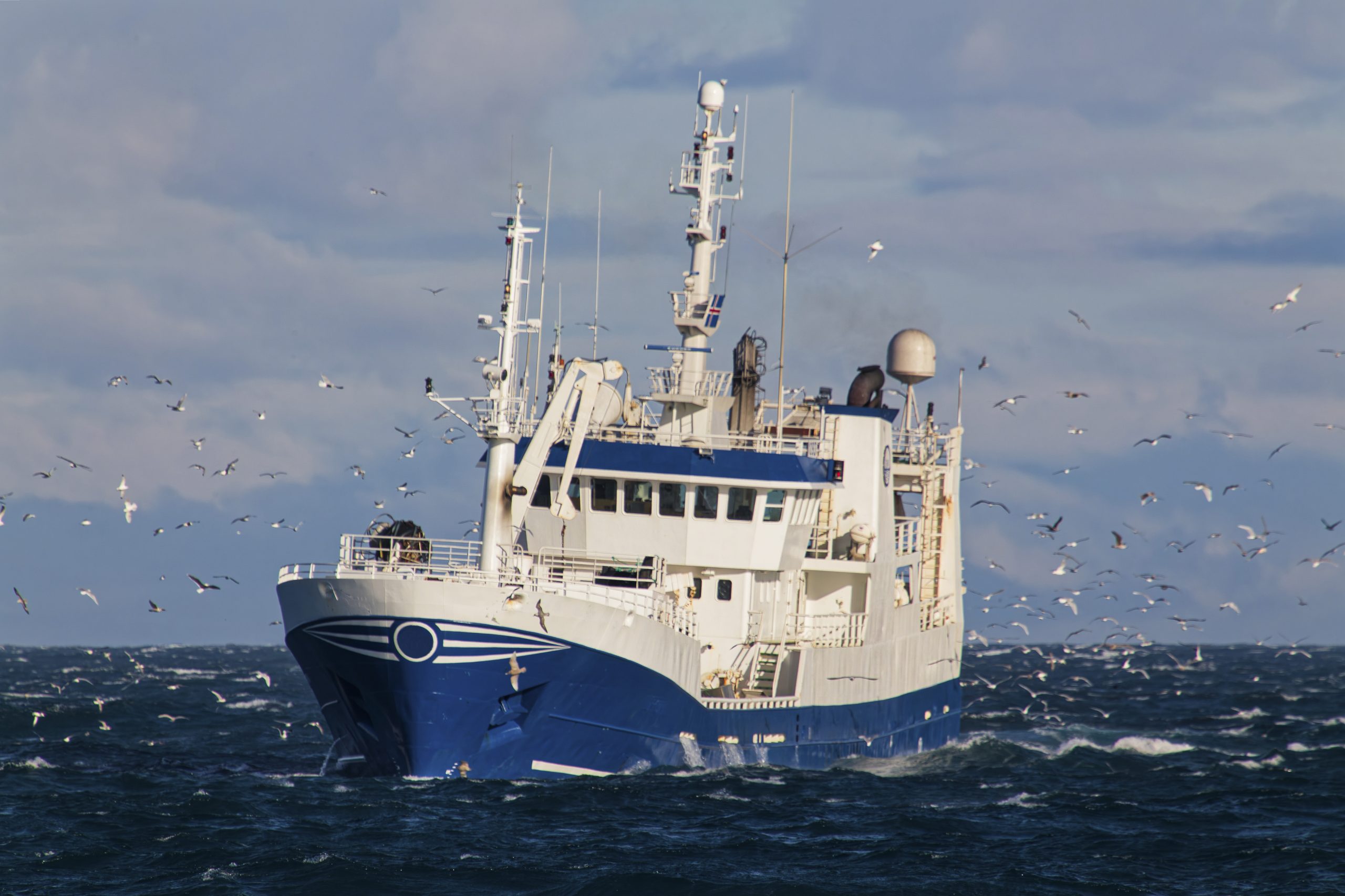 The Salmon bycatch mystery