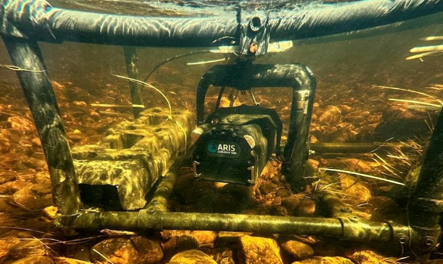 Sonar reveals salmon recovery