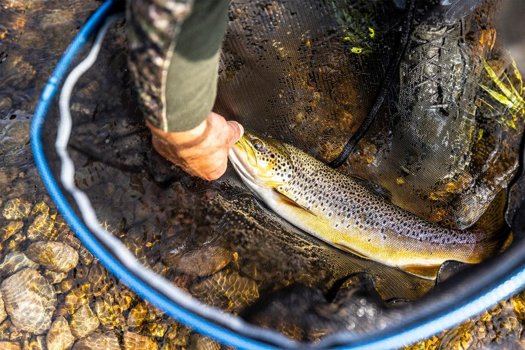 A quality wild brown trout caught from a summer river
