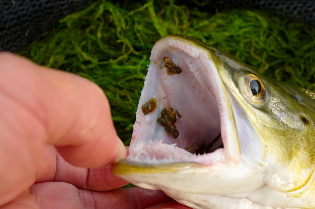 Identifying on what the fish are feeding - how to become a better fly angler