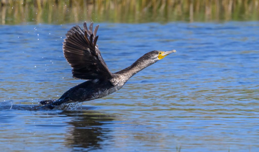 European cormorant plan aims to protect fisheries