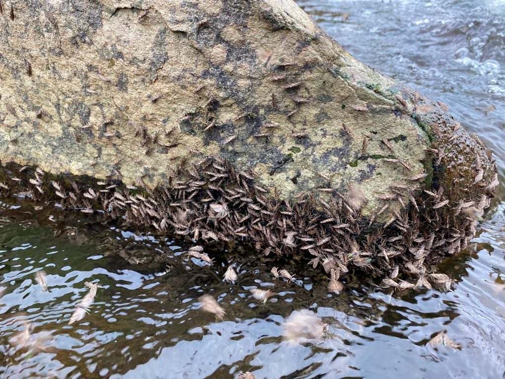 How do you catch trout during a heavy hatch?