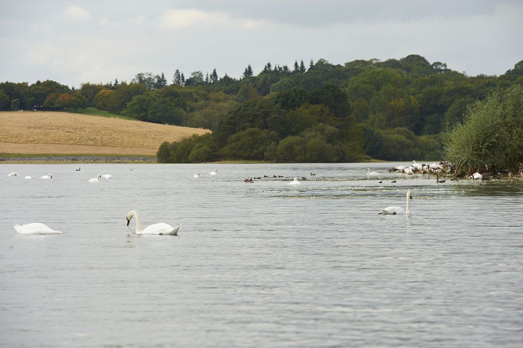 Rutland Water swans feeding among weedbeds
