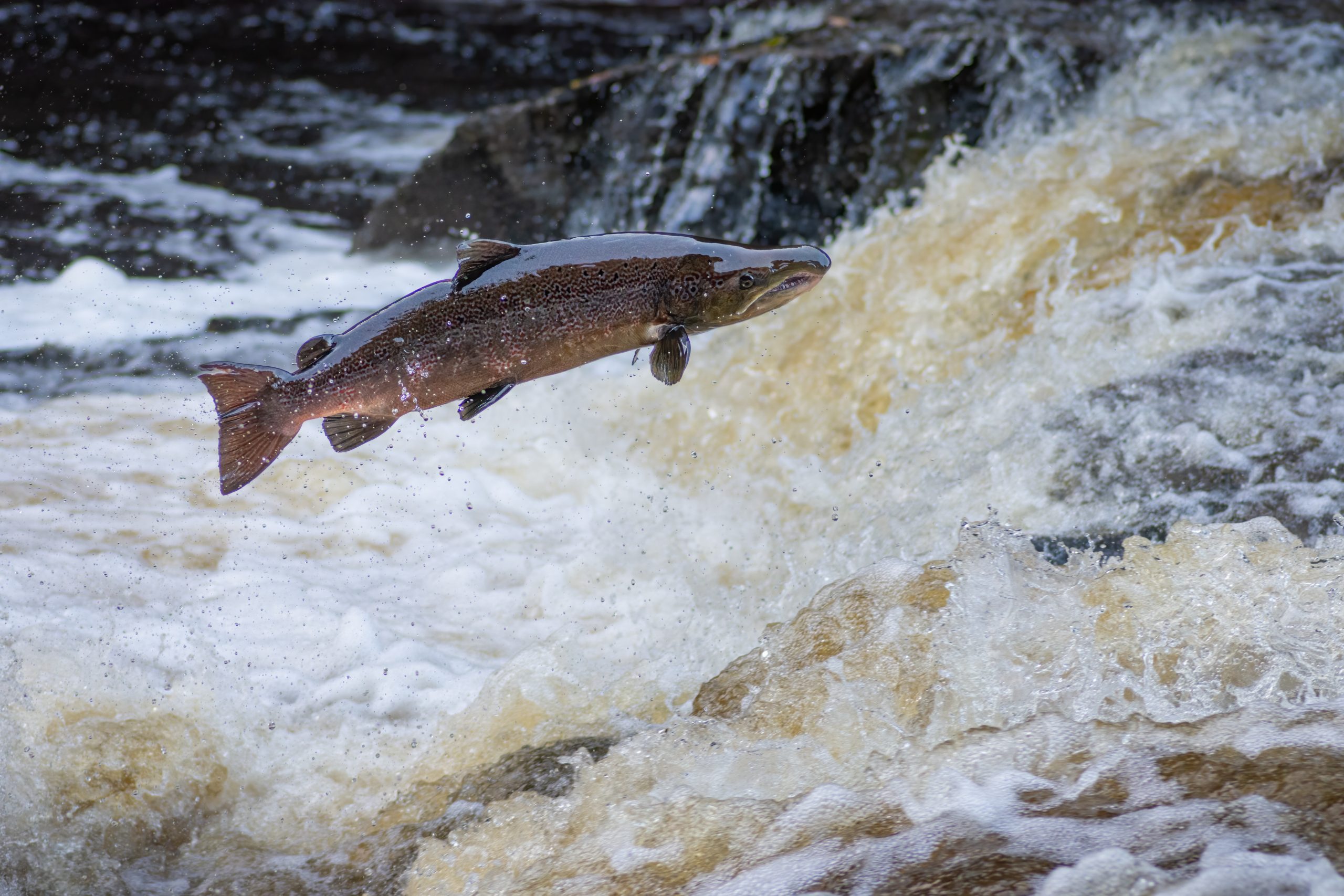 Anglers fear &#8216;existential threat&#8217; from proposed salmon rules