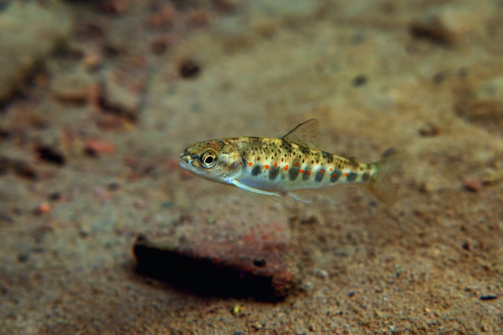 Salmon return to River Ecclesbourne in Derbyshire after 100 years