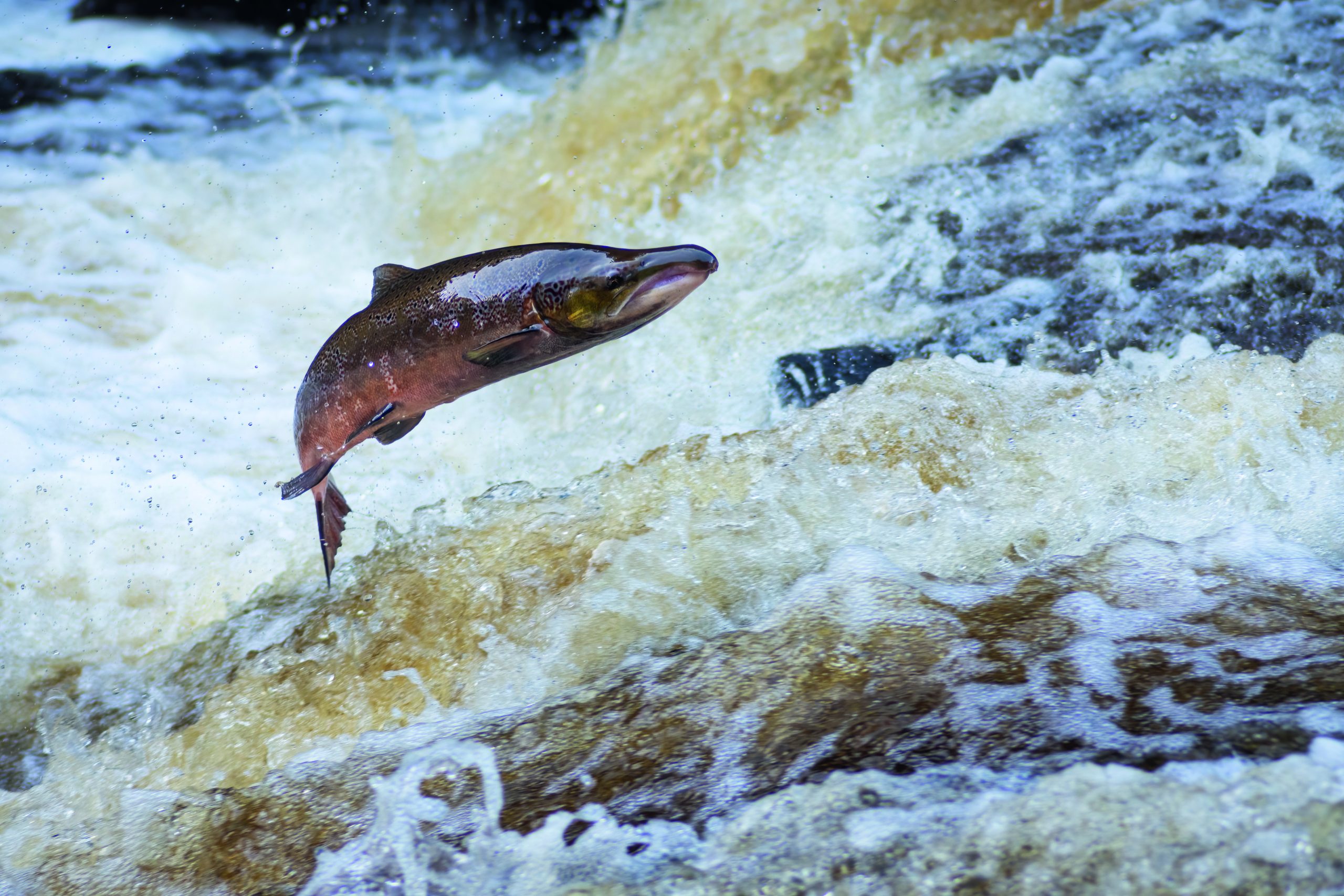 Salmon stocks at breaking point