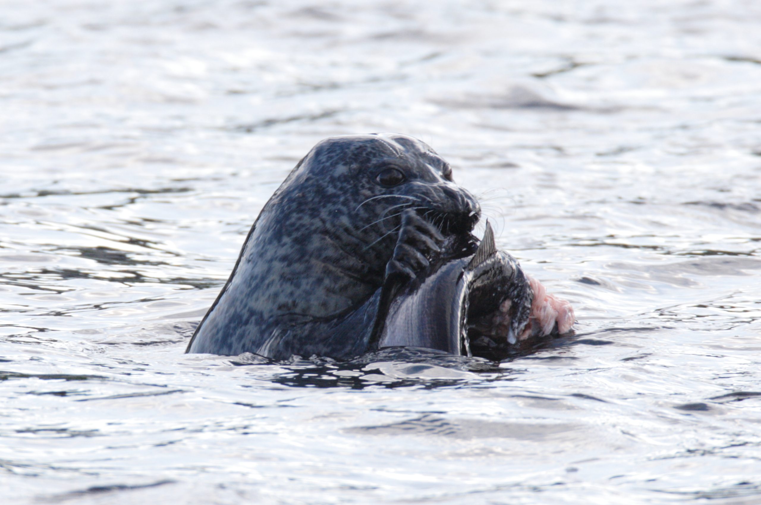 River Dee seal-deterrent project receives £160,000 funding