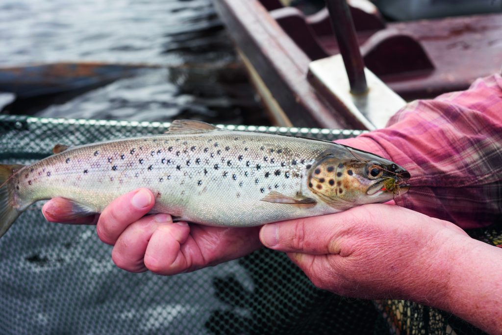 sea-trout from Ireland's Carrowmore Lake