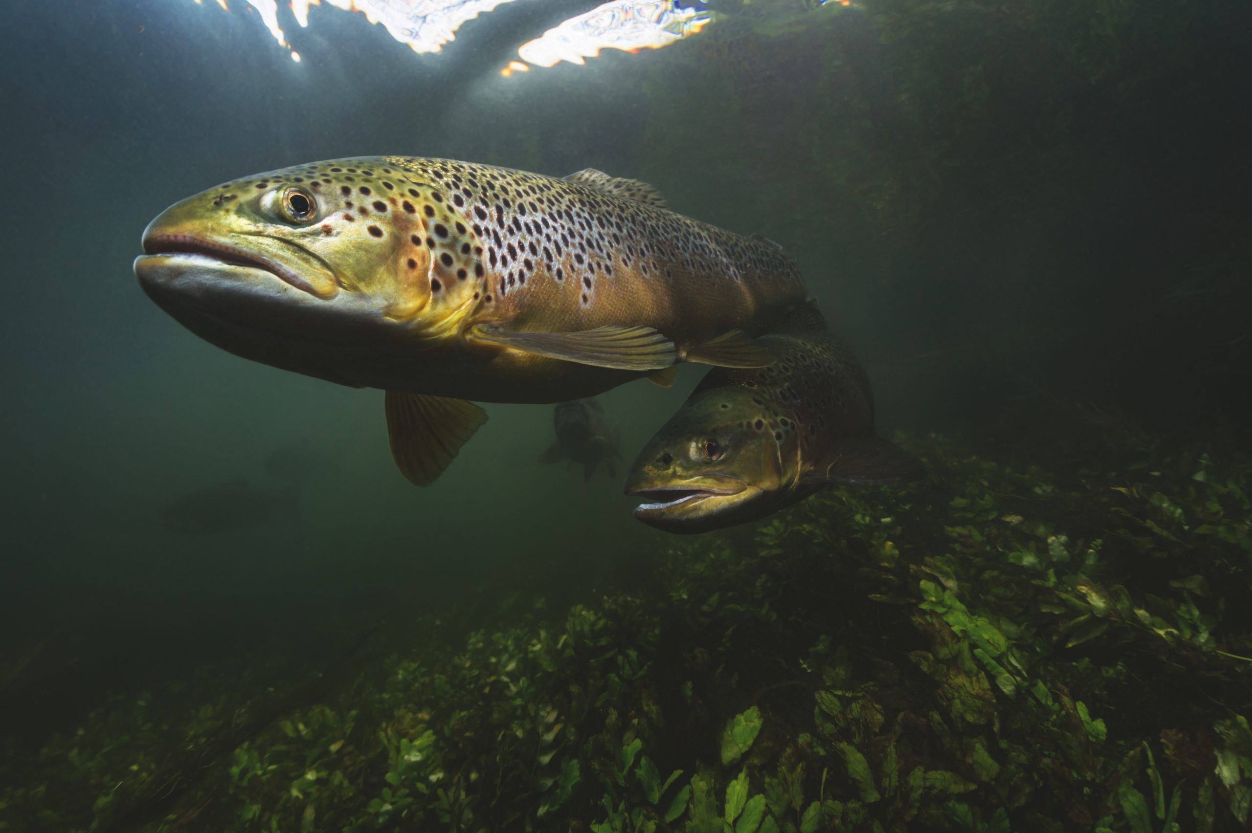 Government forced back to High Court over failing trout river