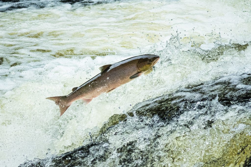 Scotland toughens penalties for fish poaching