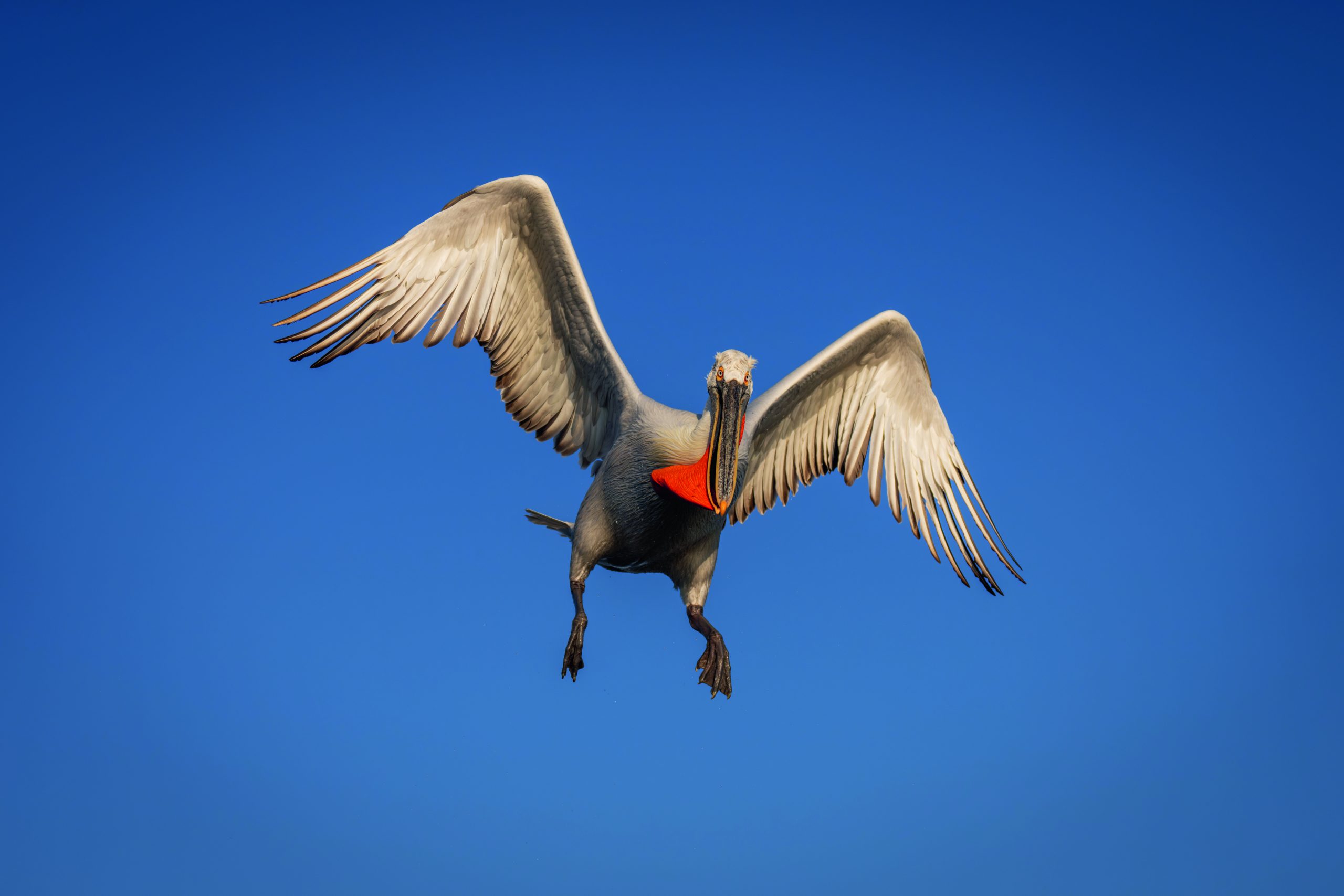 Dalmatian pelican reintroduction splits opinion