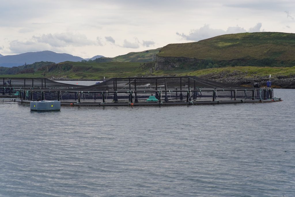 WildFish calls for salmon farming moratorium after damning committee findings