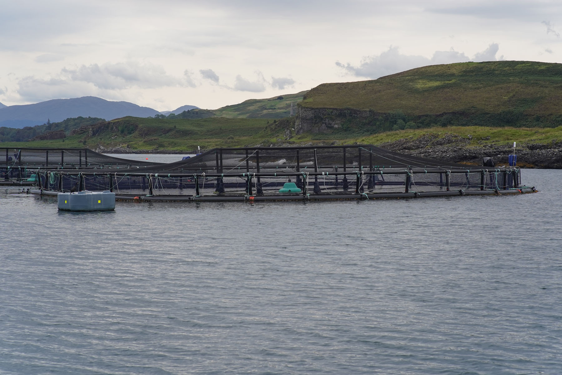 WildFish calls for salmon farming moratorium after damning committee findings