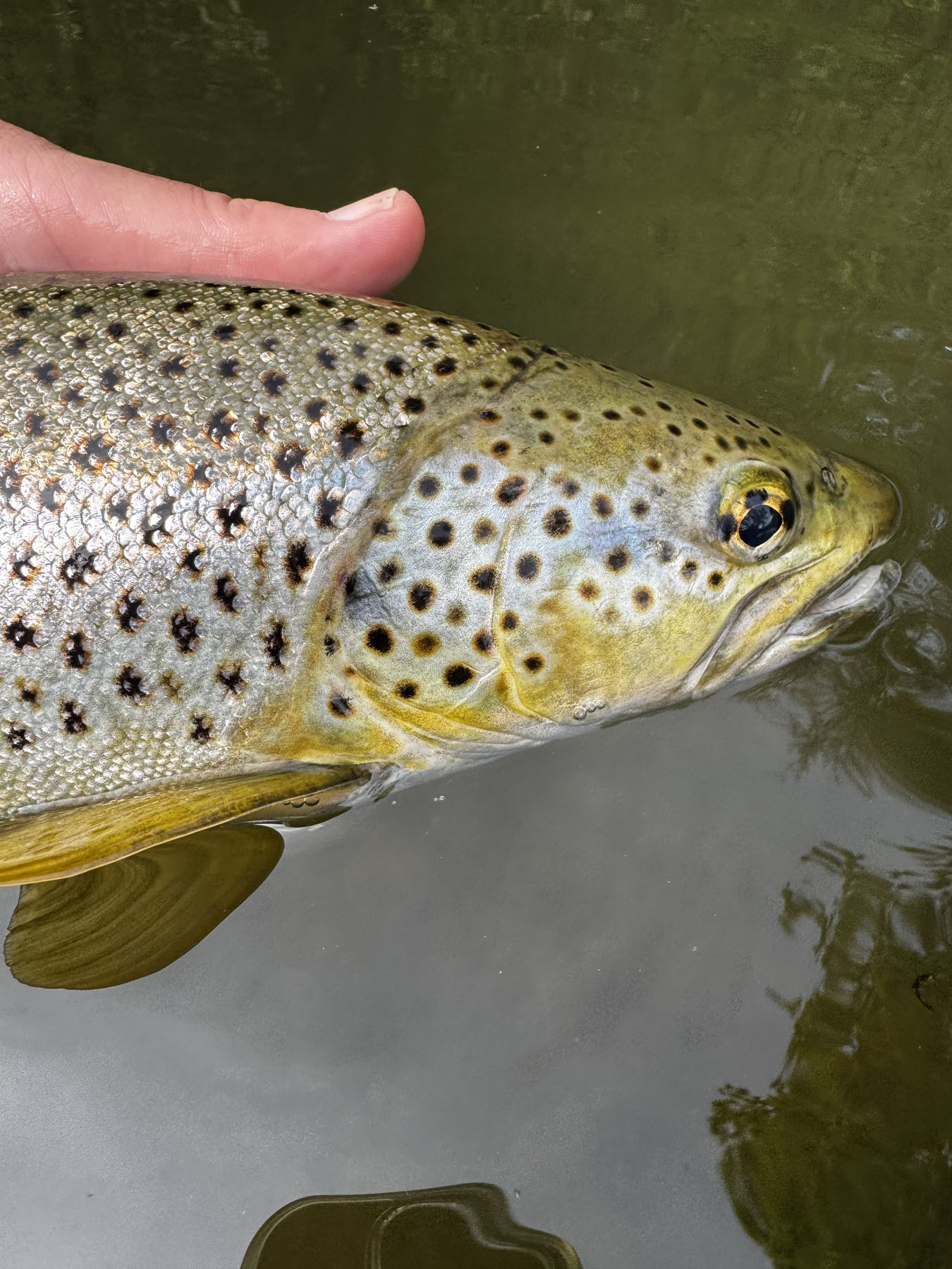 Snipping off: knowing when to stop fly fishing and head home happy