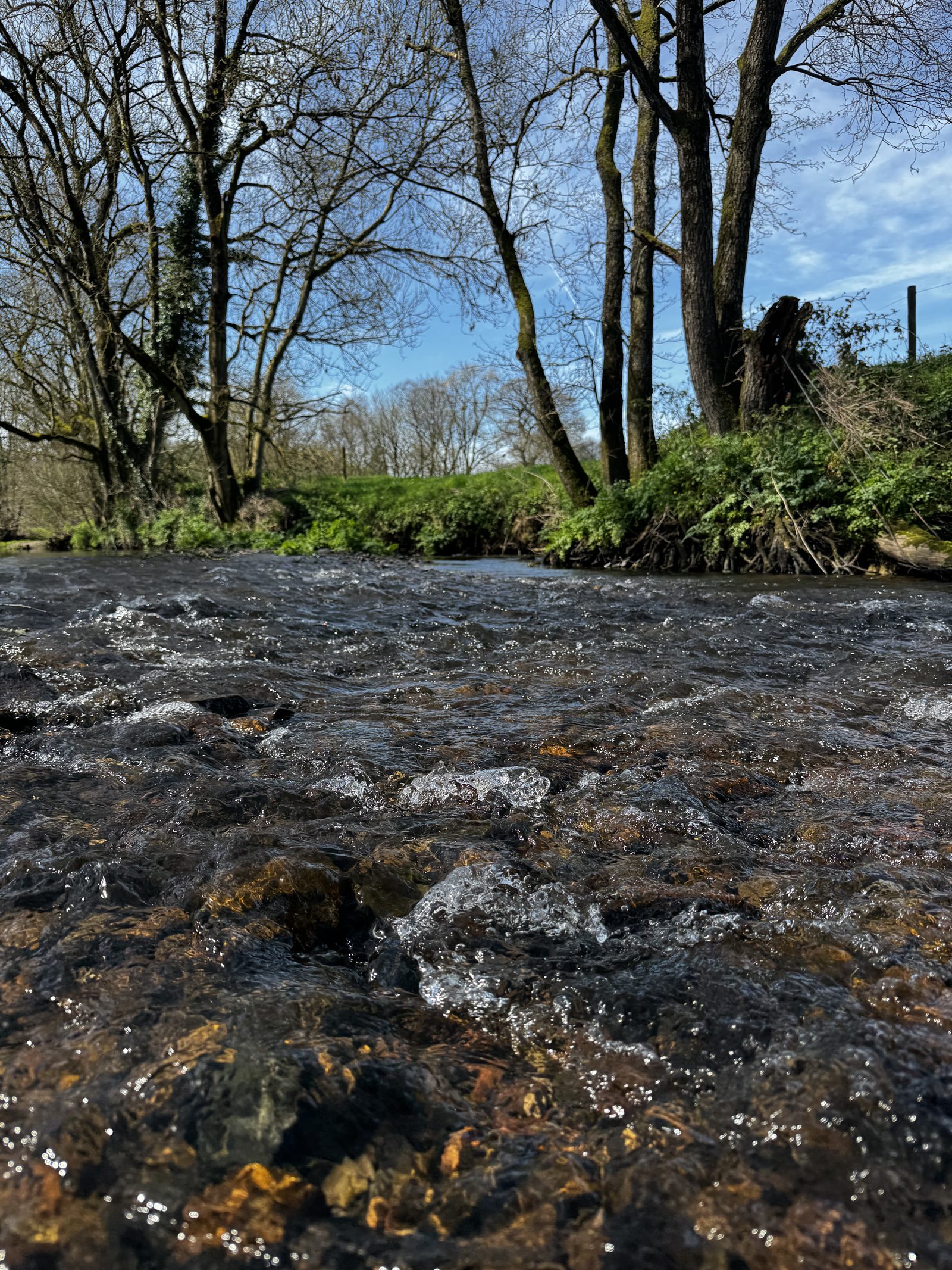 Low clear trout stream over bright gravel with bare trees in early spring