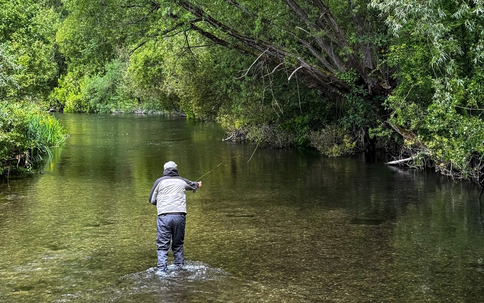 Fly angler casting a dry fly on a clear river beneath overhanging trees