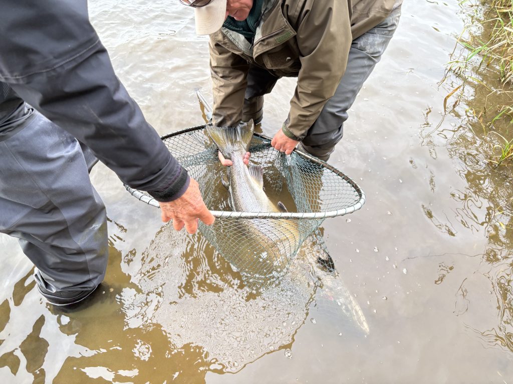 32lb salmon wins Bemersyde Trophy on the Tweed