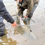 32lb salmon wins Bemersyde Trophy on the Tweed