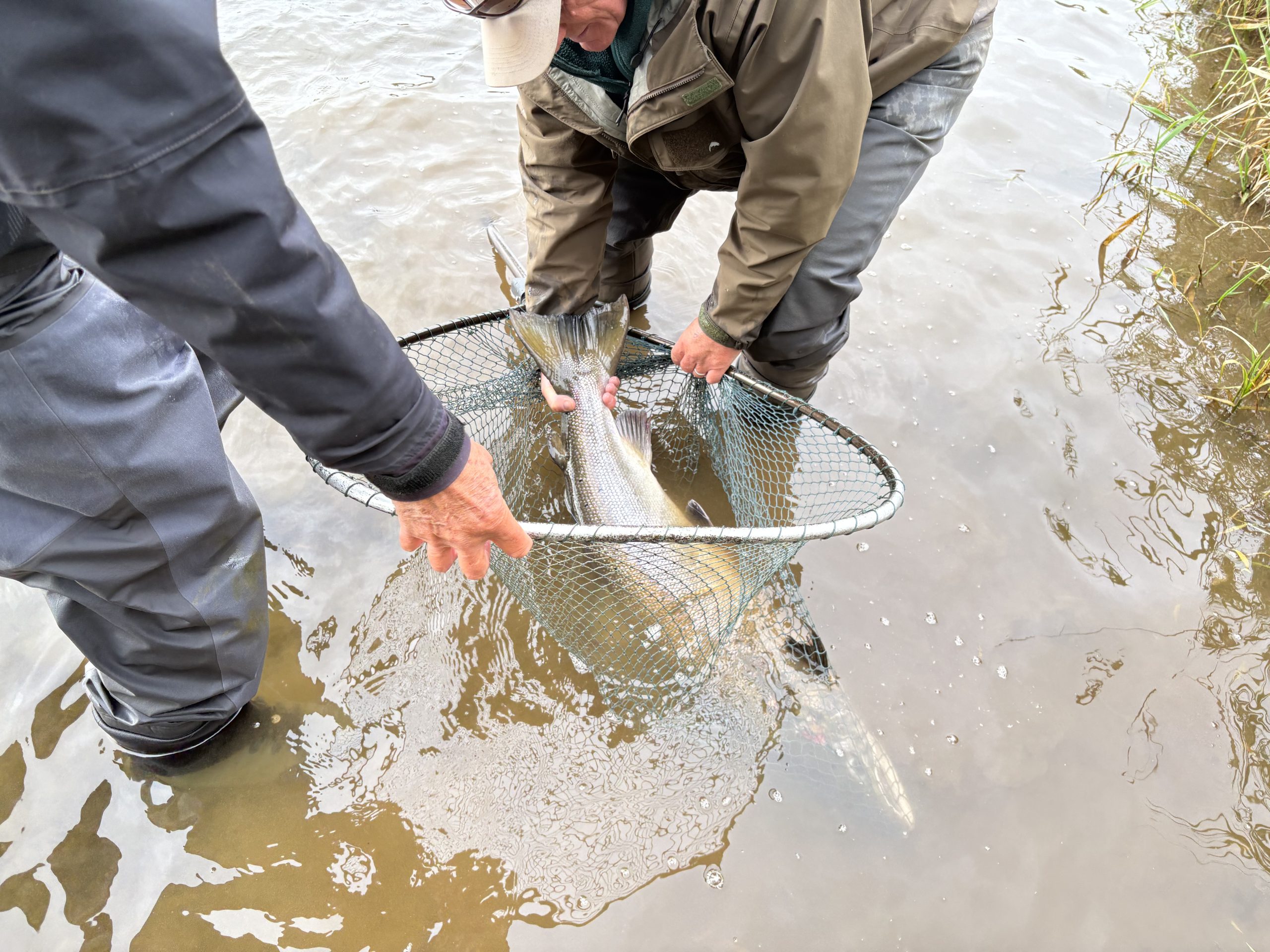 32lb salmon wins Bemersyde Trophy on the Tweed