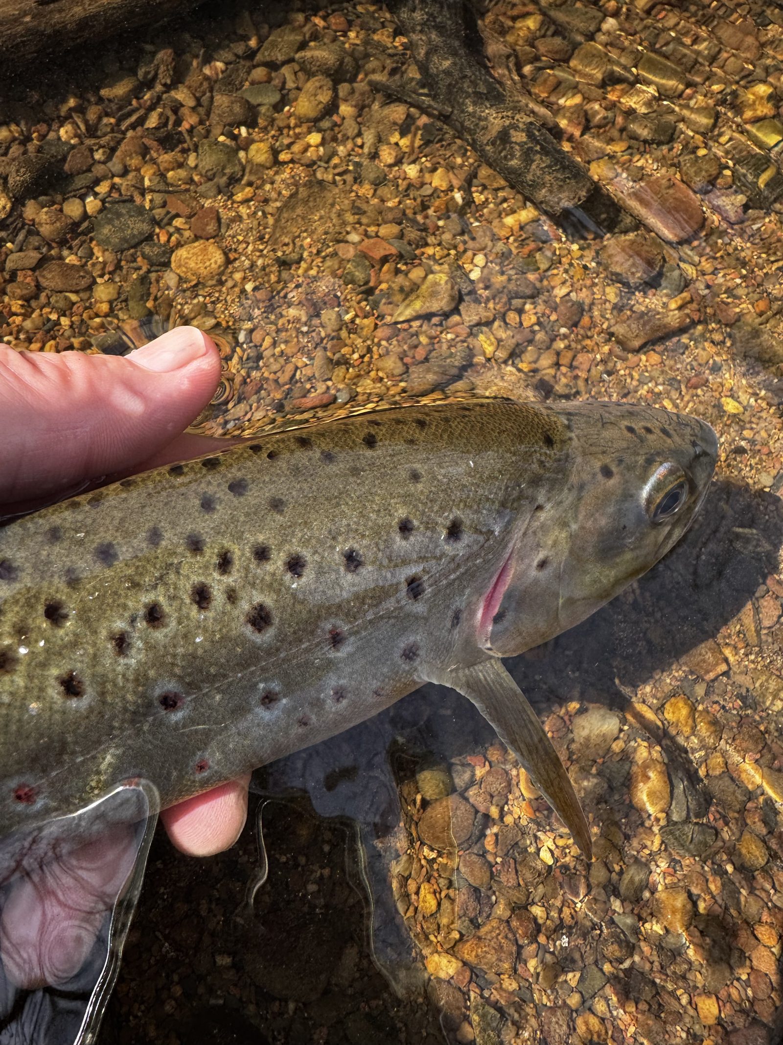 Wild brown trout held over clear gravel in a river