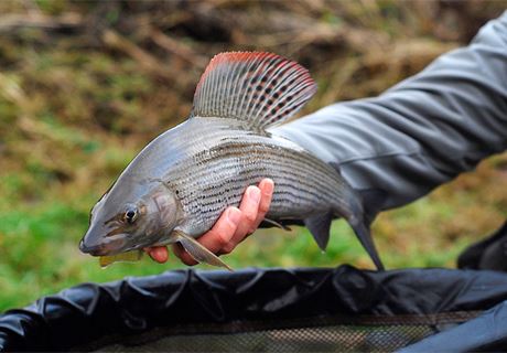 Go nymphing for grayling