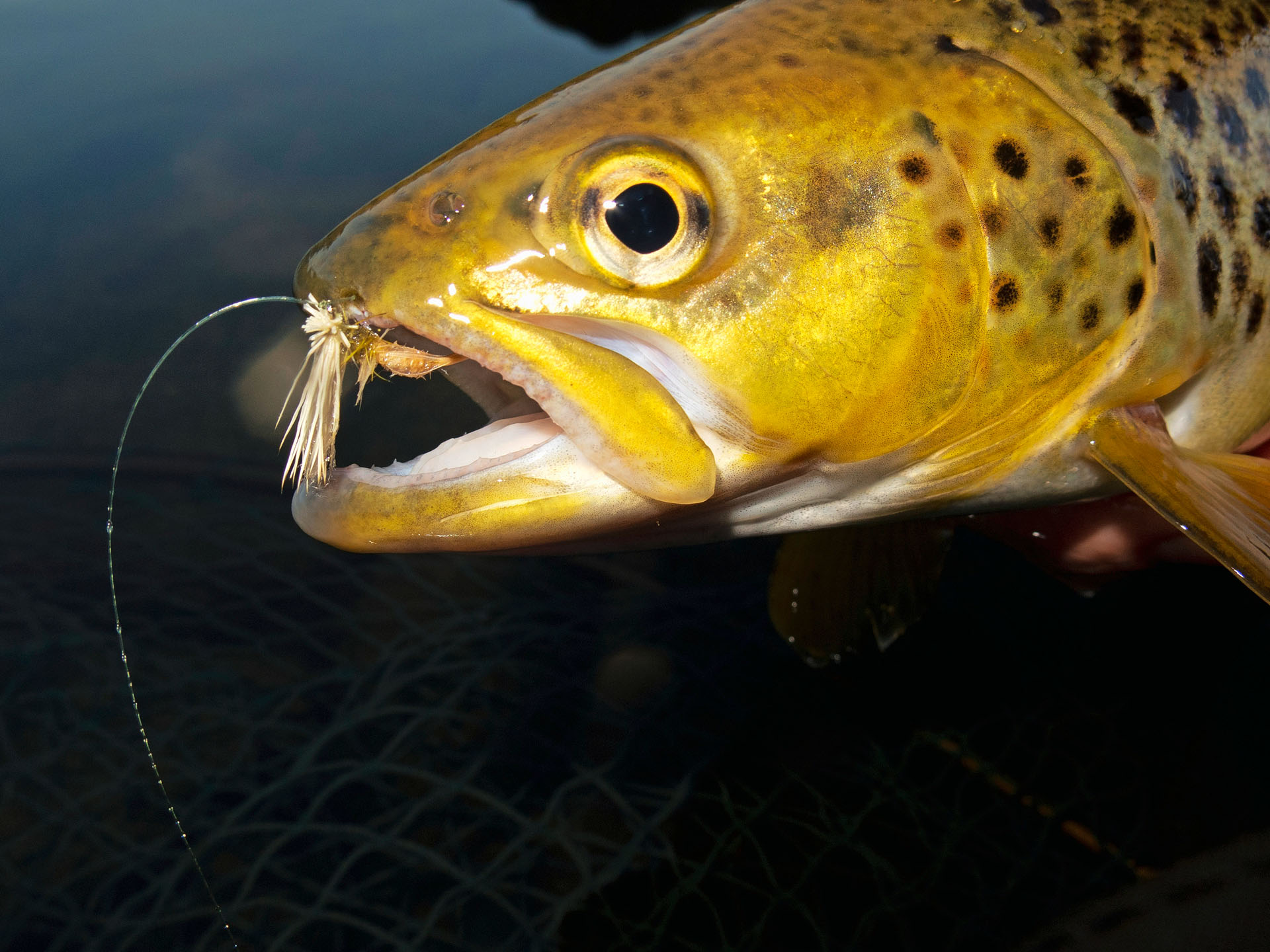 Trout caught on sedge pattern