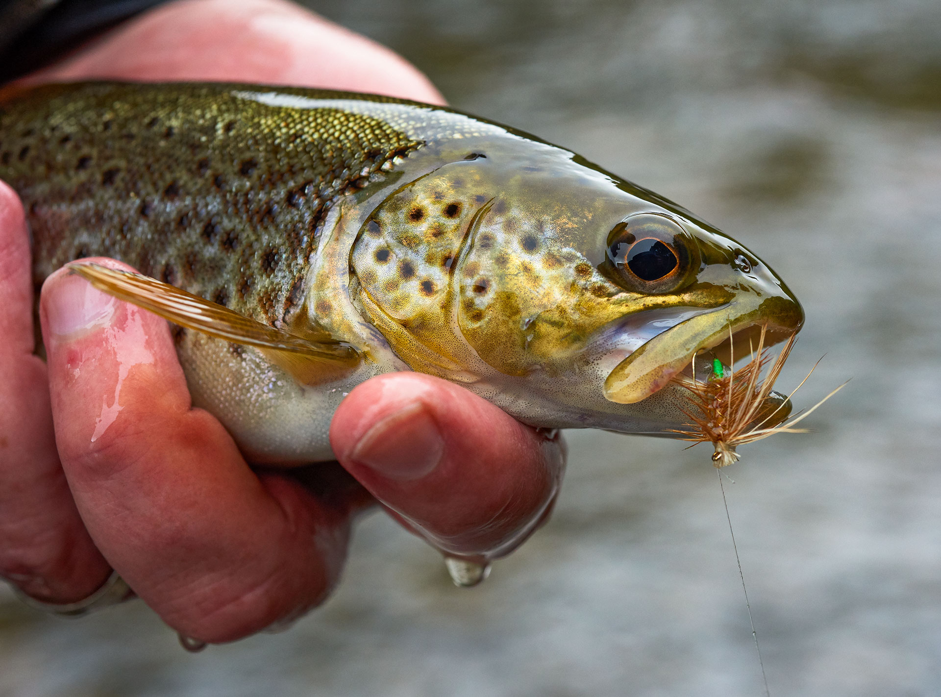 trout with dry fly