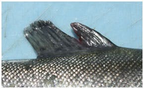 Split dorsal fins are common in recently stocked trout